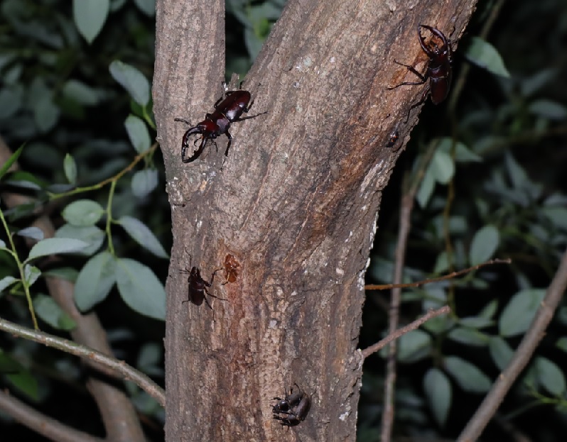 ノコギリクワガタ3♂、コクワガタ1ペア_枝先のヤナギ－ヤナギ林_2023年6月16日20時15分 気温22.７度